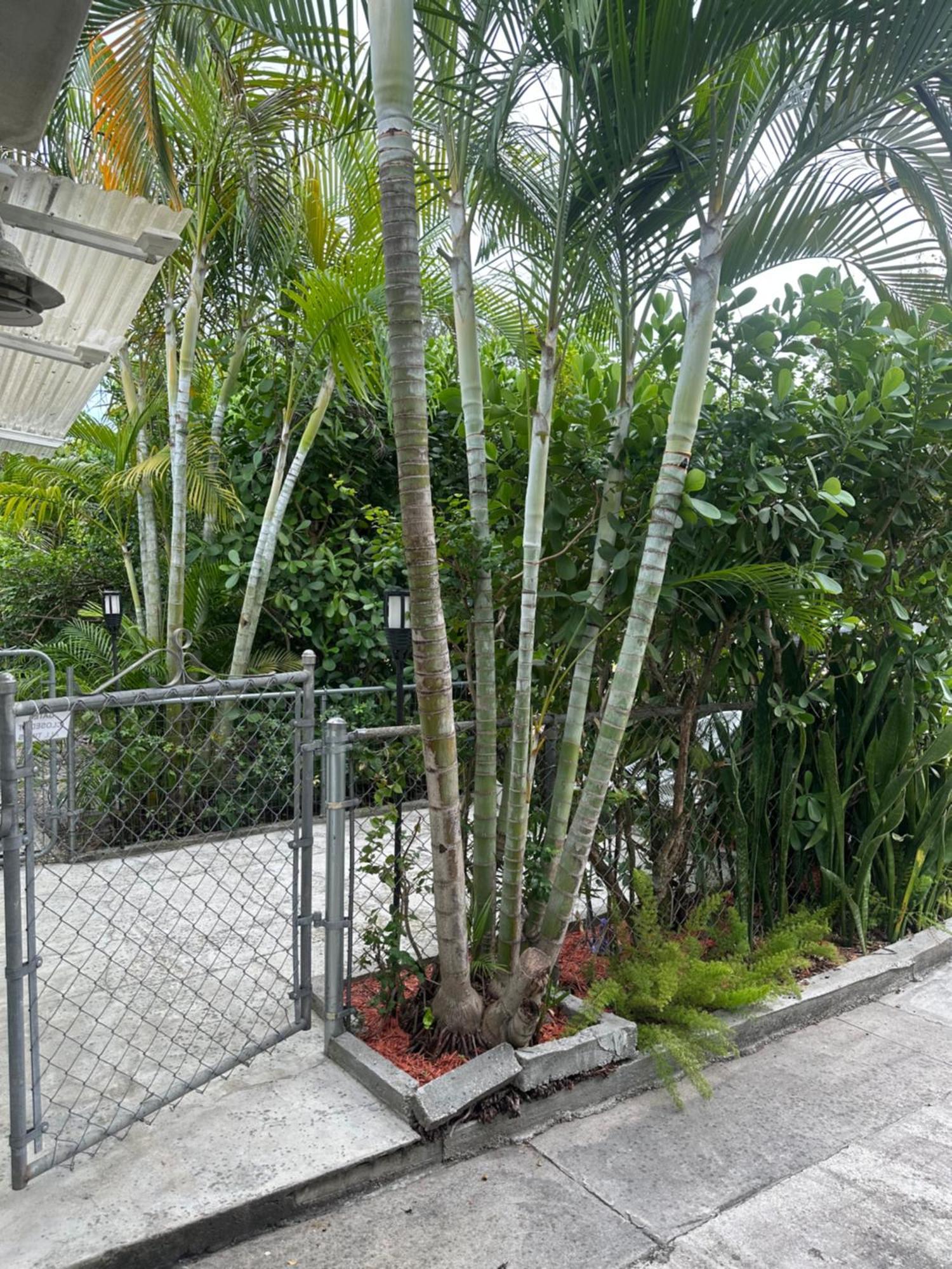 Miami Private Guest House Miami Springs Ngoại thất bức ảnh